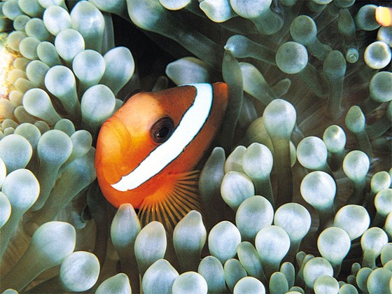 Klovne fisken har en naturlig beskyttelse mot brennmaneter